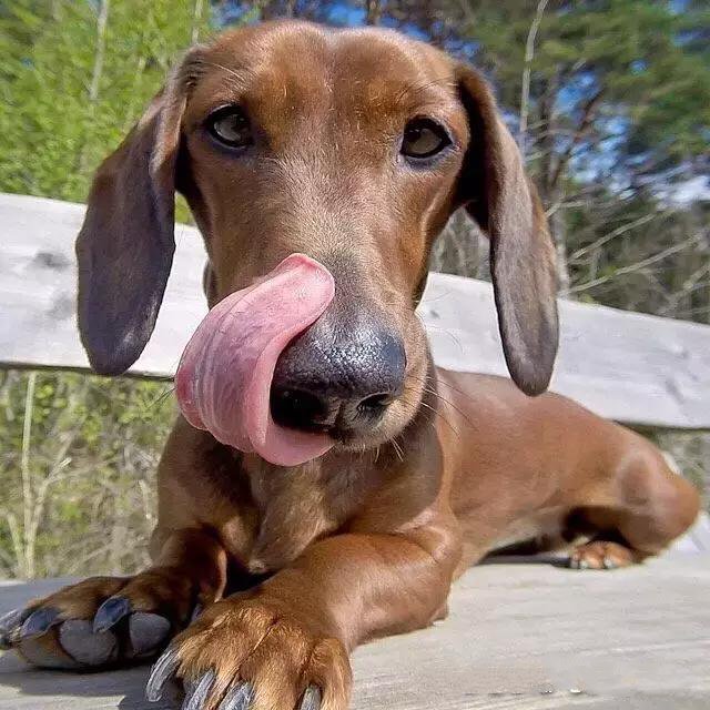 家里狗狗喜欢舔人,家里的狗狗爱乱拉屎怎么办