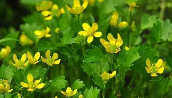 鲅鱼圈附近哪里可以挖野菜,盖州鲅鱼圈挖野菜