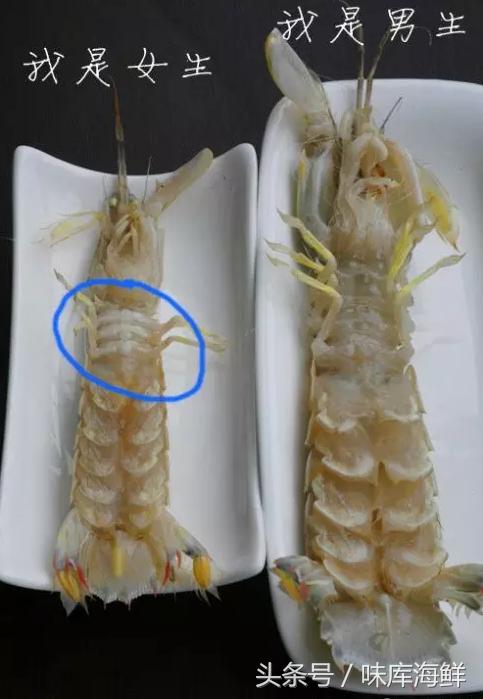 二月吃什么皮皮虾最合适,多少月份能吃到肥美的皮皮虾