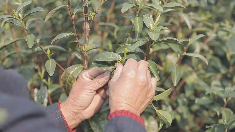 云南碧螺春和苏州碧螺春的区别,苏州哪里可以买到真正碧螺春