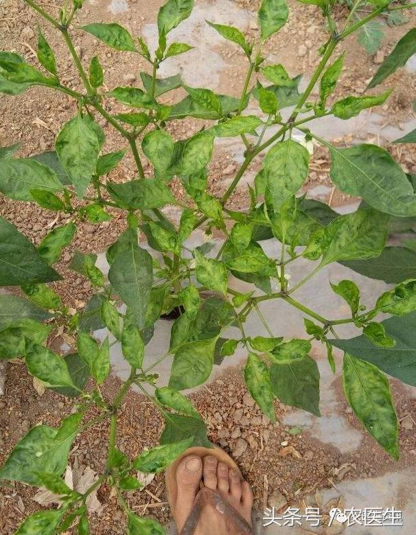 番茄灰霉怎么样发生的,番茄灰霉的病因是怎么造成的