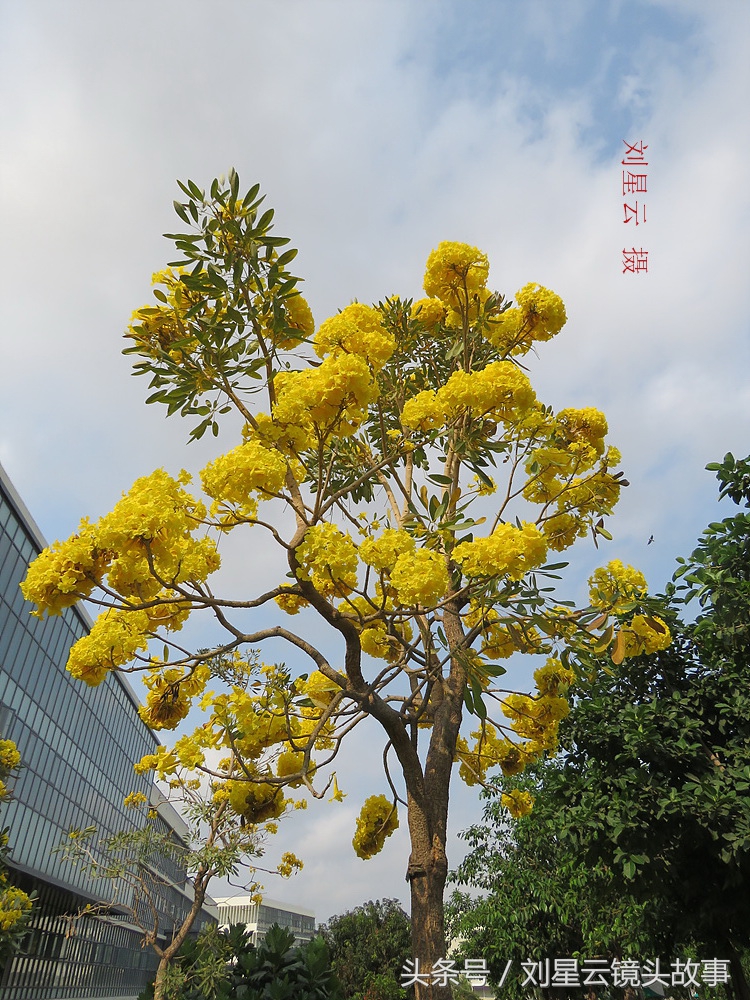 三亚黄花风铃花,三亚黄花风铃