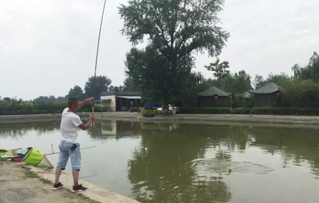 二十四款钓鲢鳙商品饵料介绍,二十四节气钓鱼用饵料味型