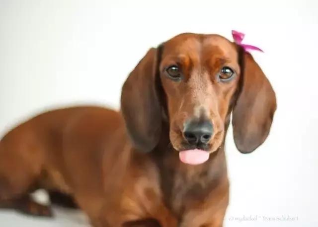 家里狗狗喜欢舔人,家里的狗狗爱乱拉屎怎么办