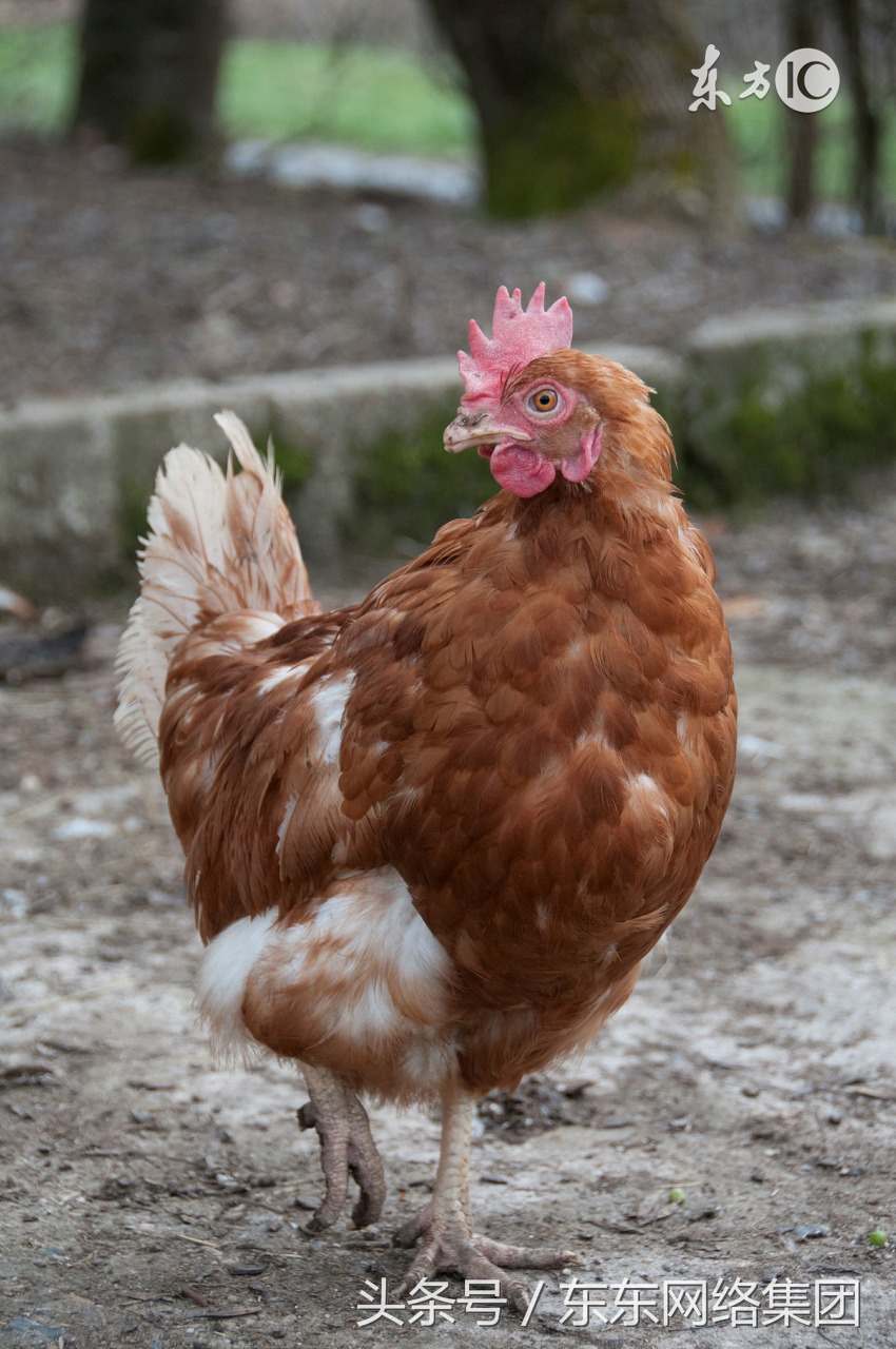 鸡群怪叫张嘴呼吸严重死亡怎么办,鸡群叫声奇怪是什么征兆