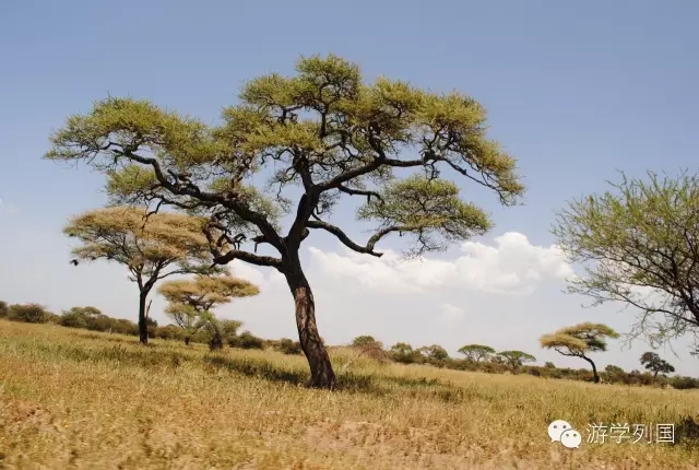 一生必去一次的非洲坦桑尼亚｜回归狂野