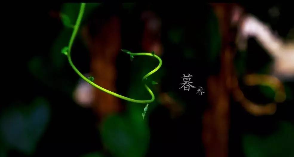 春季繁花盛开诗词,诗词鉴赏品读好诗词