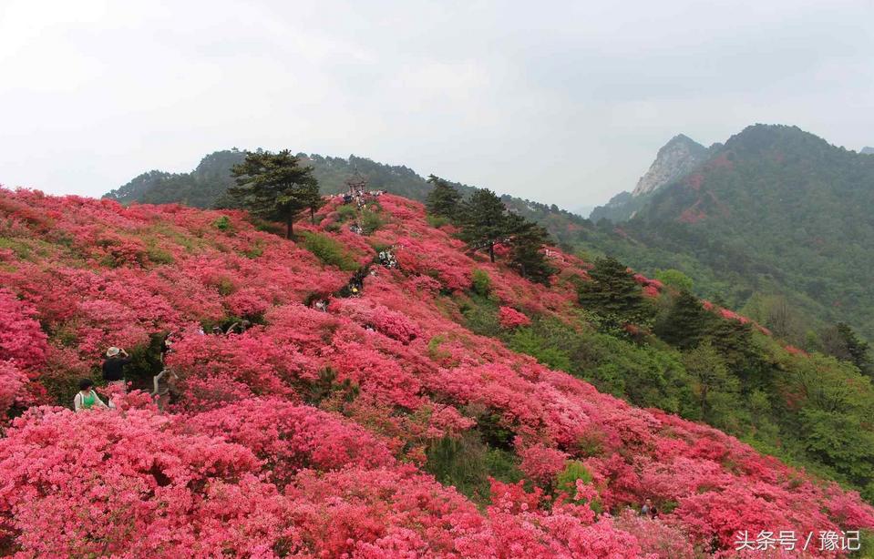 大别山旅游哪里看杜鹃花,大别山看杜鹃花自驾游路线推荐