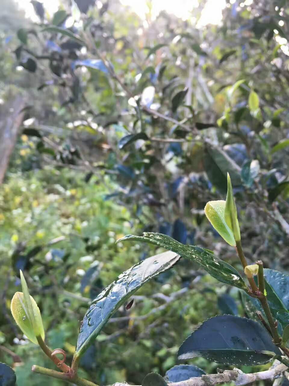 普洱茶喝起来舌根发麻,喝普洱茶舌头发麻是什么原因