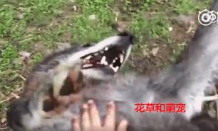 你确定你还是只狼吗？还是好好当你的哈士奇吧！