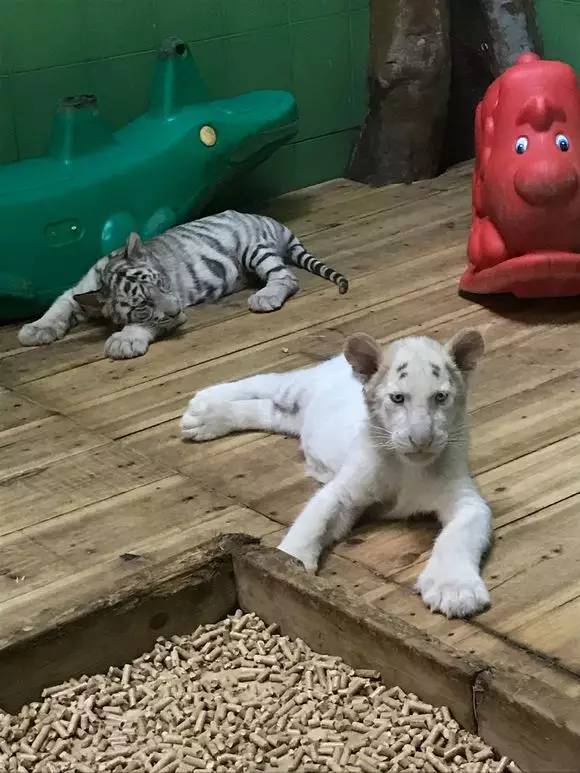 广州长隆野生动物园游玩路线攻略,广州番禺长隆野生动物园详细攻略