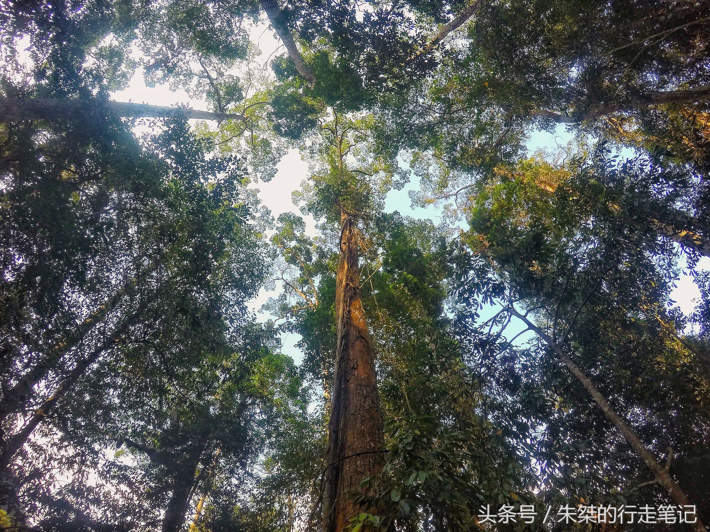 版纳颈椎治疗,西双版纳治疗颈椎好的按摩仪器