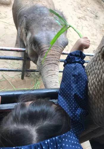 长隆番禺野生动物园攻略,番禺长隆野生动物园门票攻略