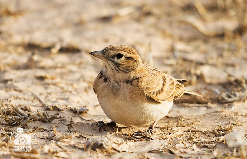 以色列,闯入“禁区”的观鸟人