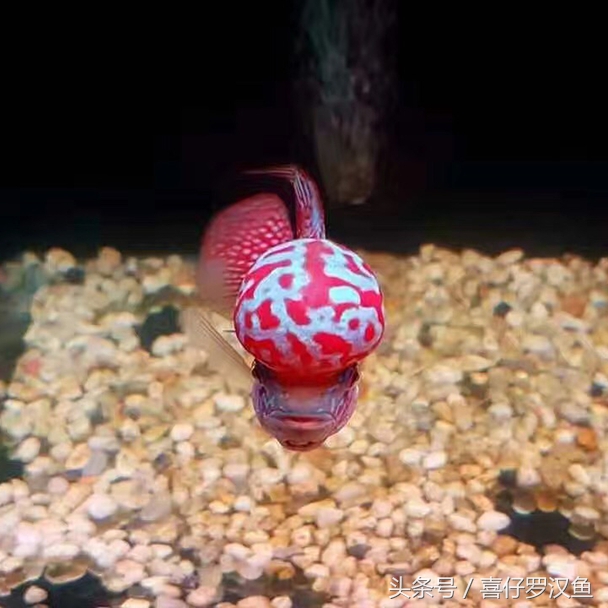 罗汉鱼新鱼到家拉白便,罗汉鱼常见病及图片