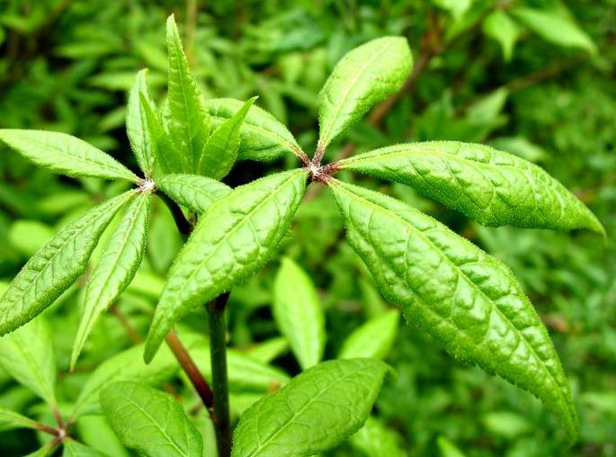 失眠多梦睡不着让你一觉睡到天亮,失眠多梦一杯茶助你一觉到天亮