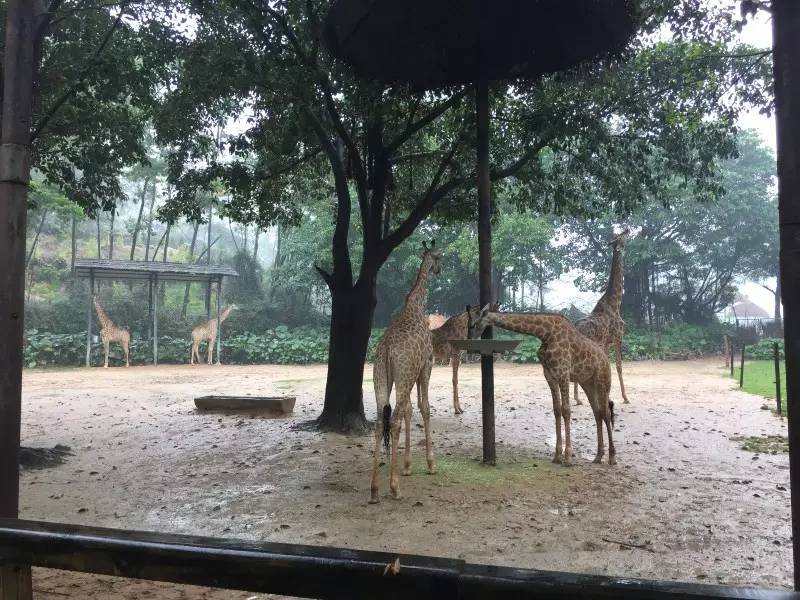 长隆野生动物园一天怎么玩,长隆野生动物园一天游不完怎么住