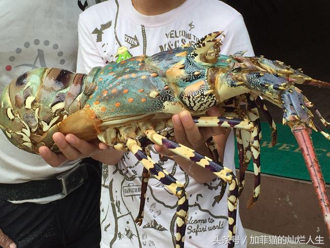 马来西亚亚庇到美人鱼岛,亚庇美人鱼岛游记