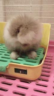 想以铲屎官的名义问问你，到底能不能记得我的好？