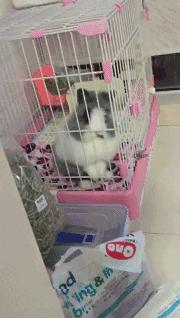 想以铲屎官的名义问问你，到底能不能记得我的好？