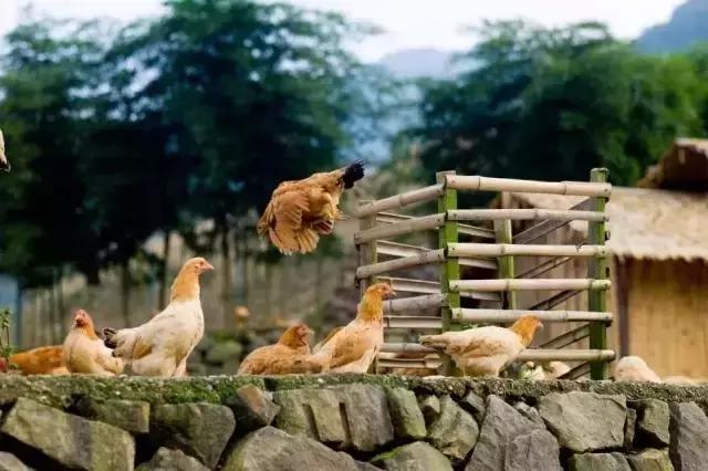 梅艳芳发型师,梅艳芳御用发型师