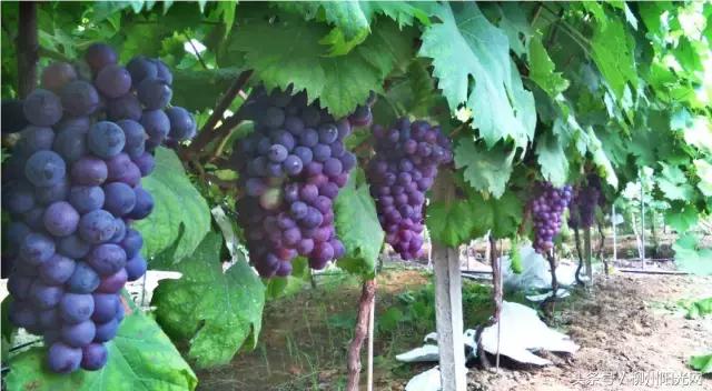 柳江区哪个镇最好,柳江区有好的发展吗