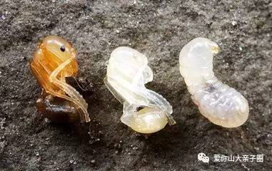 惊掉你下巴的“变态”虫生！盘点动物界那些长着长着就变形的主儿