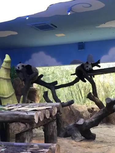 长隆野生动物园一天怎么玩,长隆野生动物园一天游不完怎么住