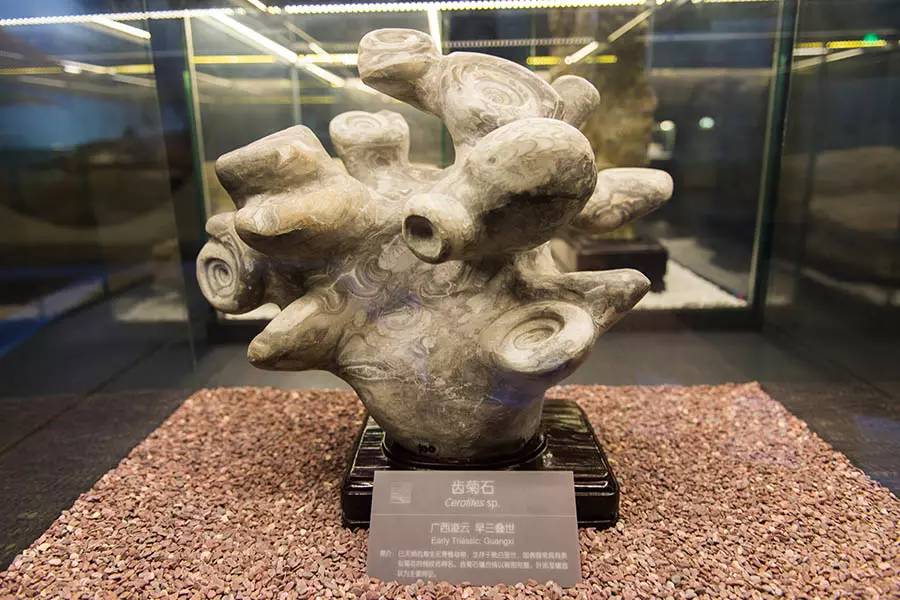 探寻人类的起源之谜,探寻人类祖先的奥秘