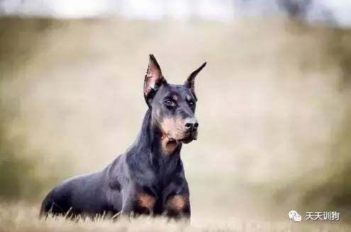 城市饲养的看护犬,看护厂房用什么犬好