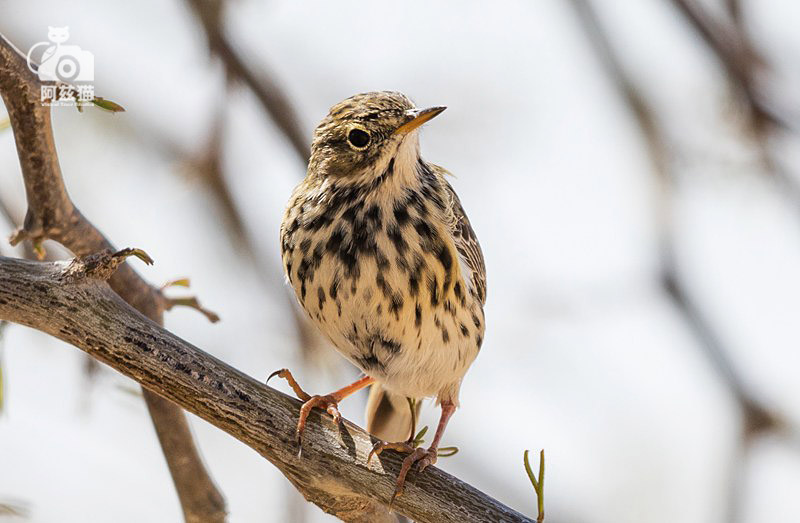 中东荒漠中的“特殊旅行”