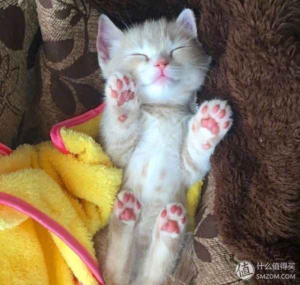 专为亚洲女性设计,松下拖吸一体吸尘器测评