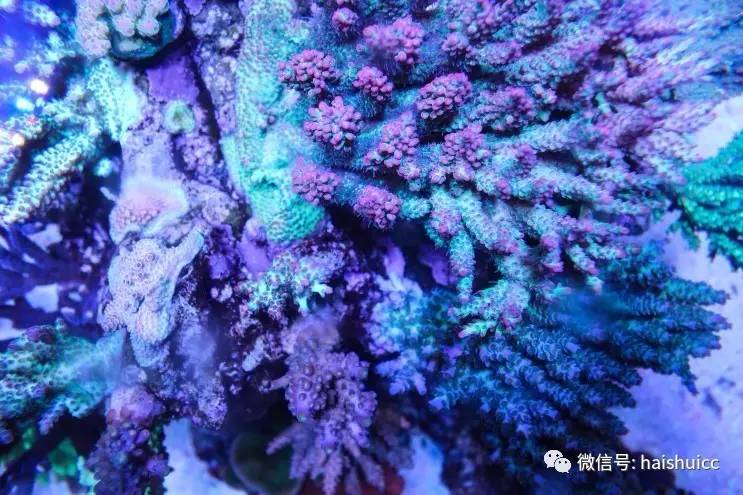 蛋炒饭的配方与做法,蛋炒饭的秘制酱料该怎么做