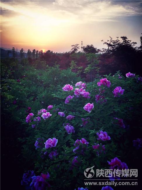 阿姑泉牡丹苑一日游攻略,阿姑泉牡丹苑要门票吗