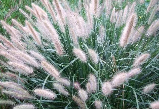 观赏草美景图片大全,观赏草叶