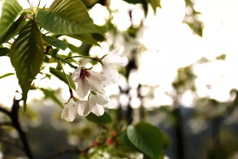 城北踏春“新宠”！全球最美的城市出口，8万平方米的天子岭生态公园！带ta来