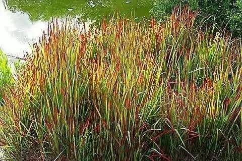 观赏草美景图片大全,观赏草叶