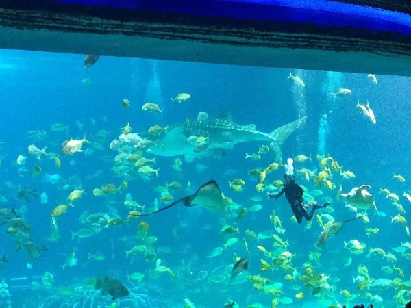 珠海长隆海洋王国攻略2天亲子游,珠海长隆海洋王国旅游亲子攻略