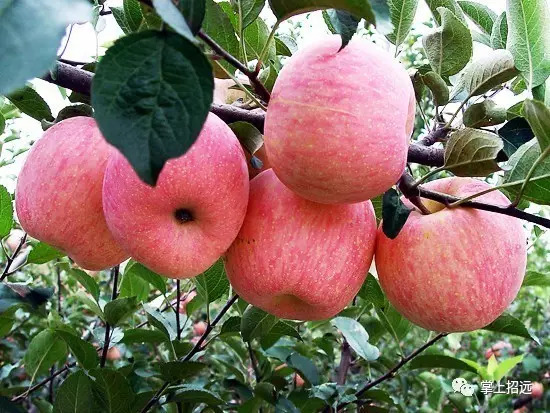 招远地名来历,招远地名大全