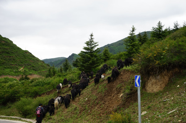 九寨黄龙成都自由行6日,成都九寨沟黄龙五天四晚自由行