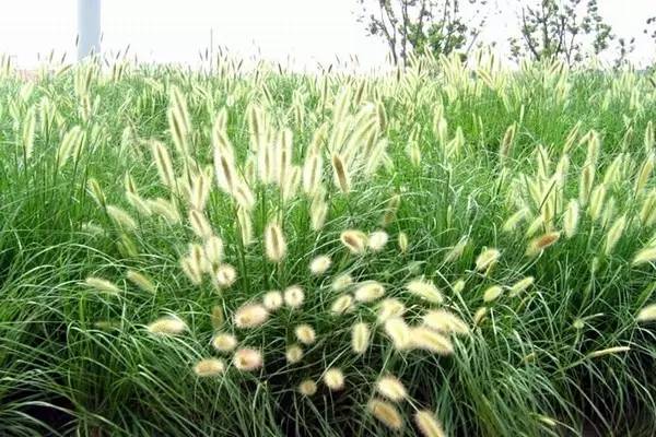 观赏草美景图片大全,观赏草叶