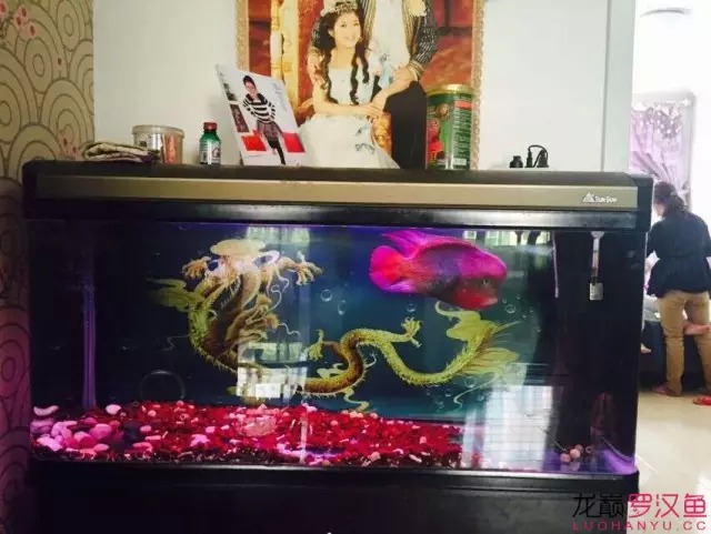 金花饲养心得，听者共勉