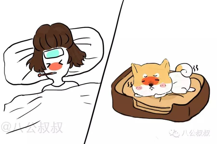 一些常识性的疾病防范错误,狗狗容易得的3种病