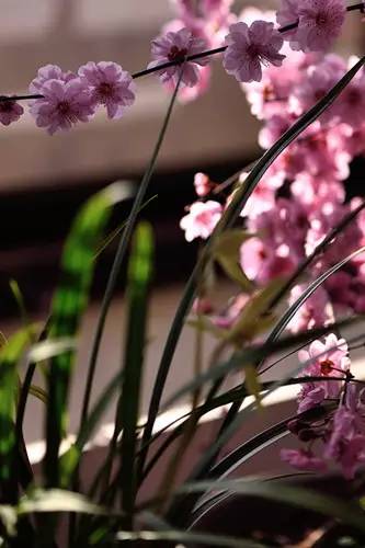 梅花香自苦寒来作文,梅花香自苦寒来演讲稿