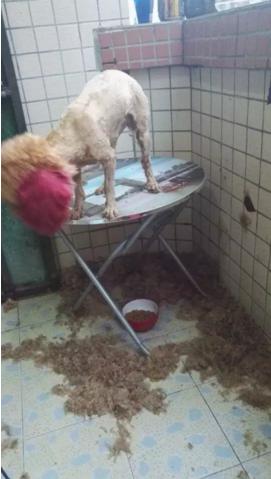 在家里给泰迪狗剃毛,天气炎热主人给狗狗剃毛成了驴