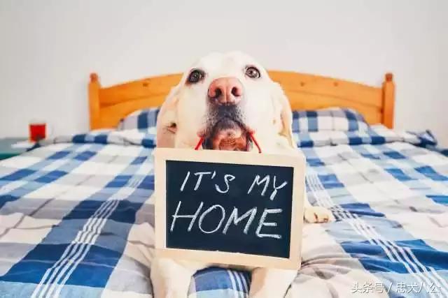 比较好的犬舍有哪些,犬舍和专业犬舍