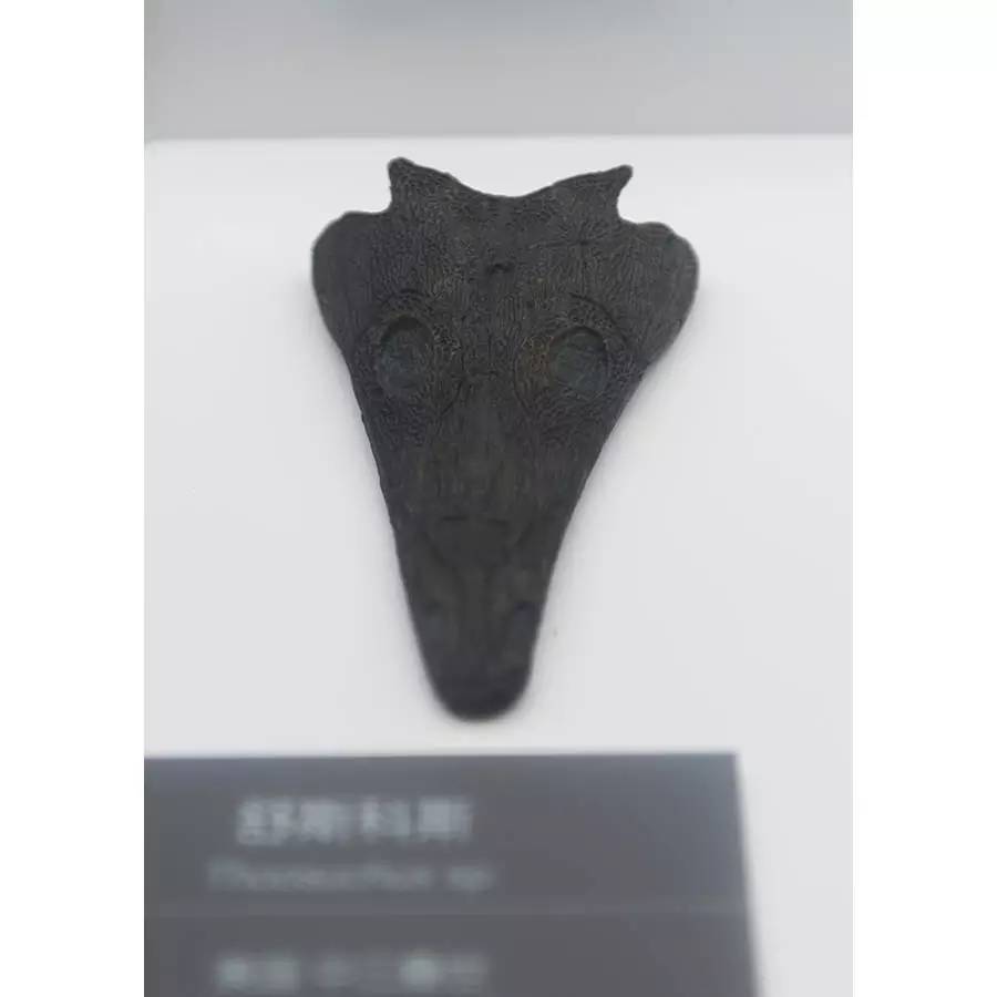 探寻人类的起源之谜,探寻人类祖先的奥秘