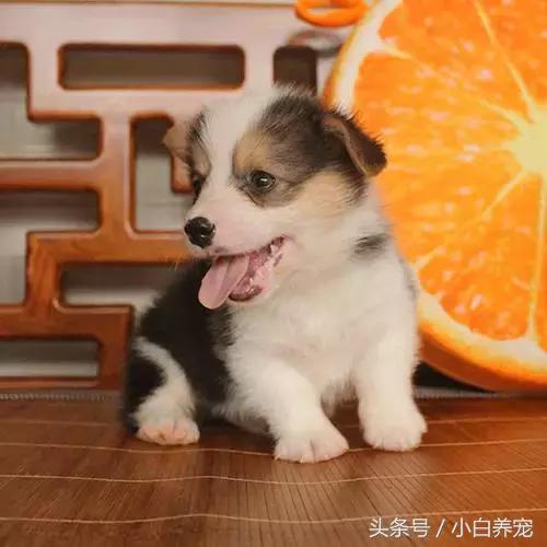 狗贩子和家庭繁育区别,狗贩子vs比特犬