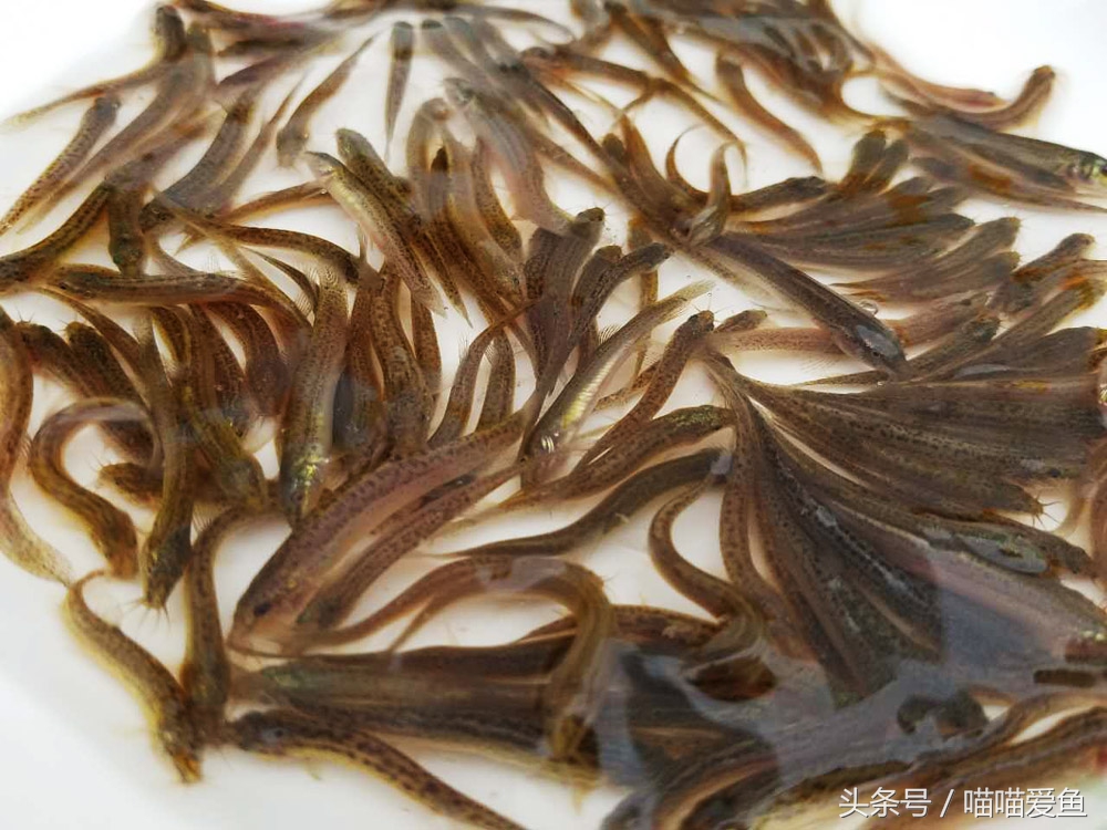 一亩地养泥鳅一年可以赚多少钱,养殖一亩泥鳅能赚多少钱