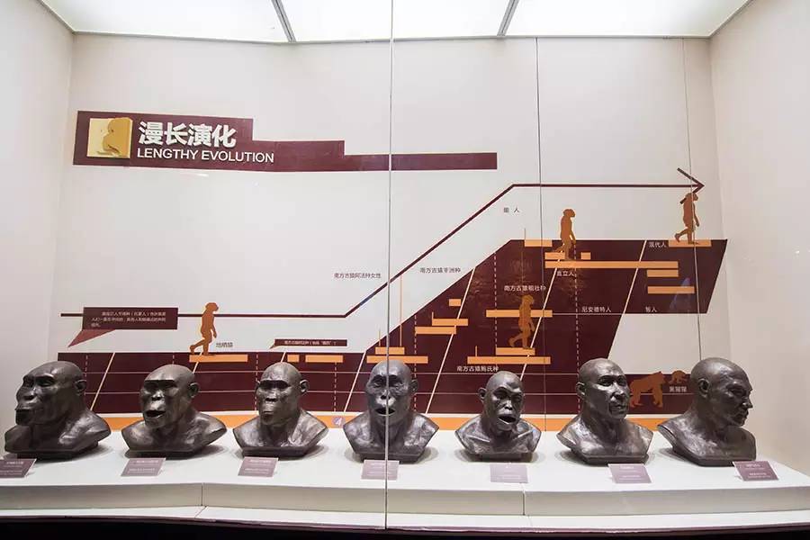 探寻人类的起源之谜,探寻人类祖先的奥秘